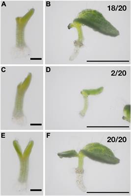Auxin and cytokinin control fate determination of cotyledons in the one-leaf plant Monophyllaea glabra
